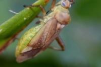 Adelphocoris lineolatus