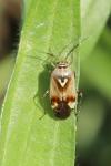 Lygus pratensis