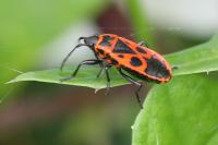 Pyrrhocoris apterus