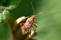Stictopleurus abutilon