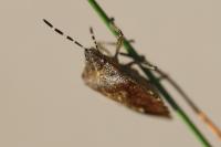 Dolycoris baccarum