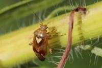 Lygus pratensis
