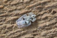 Corythucha ciliata
