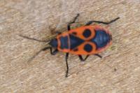 Pyrrhocoris apterus
