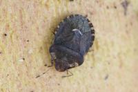 Dyroderes umbraculatus