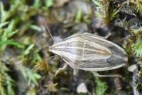 Aelia acuminata