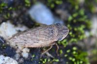 Aphrodes makarovi