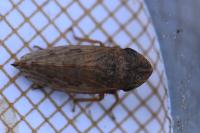 Aphrodes makarovi