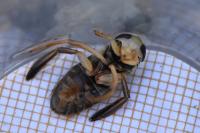Corixa punctata