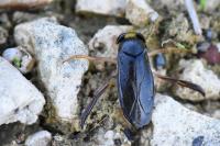 Corixa punctata