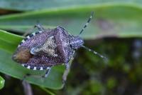 Dolycoris baccarum
