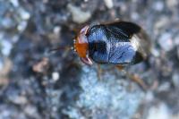 Geocoris erythrocephalus