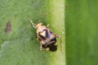 Liocoris tripustulatus