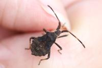 Coreus marginatus