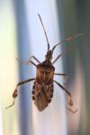 Leptoglossus occidentalis