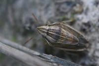 Aelia acuminata