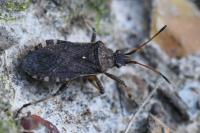 Ceraleptus gracilicornis