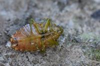 Elasmucha grisea