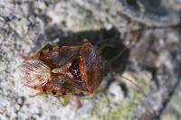 Elasmucha grisea