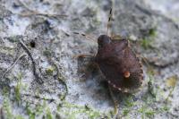 Peribalus strictus