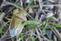 Piezodorus lituratus