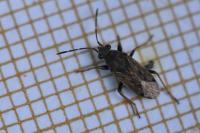 Peritrechus gracilicornis