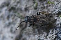 Peritrechus gracilicornis