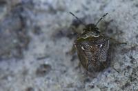 Eysarcoris ventralis