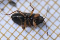Trapezonotus ullrichi