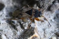 Trapezonotus ullrichi