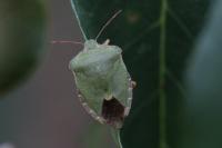 Palomena prasina