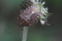 Dolycoris baccarum
