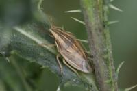 Aelia acuminata