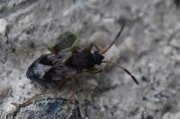 Scolopostethus affinis