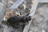 Heterogaster urticae