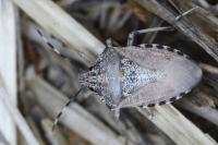 Rhaphigaster nebulosa