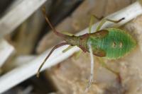 Gonocerus acuteangulatus