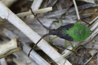 Gonocerus acuteangulatus