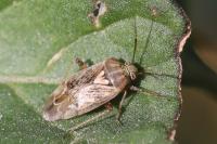 Lygus rugulipennis
