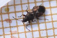 Oxycarenus modestus