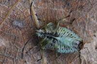 Elasmucha grisea