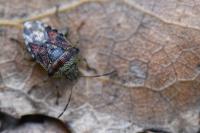 Elasmucha grisea