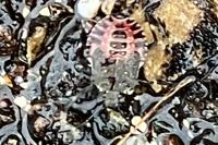 Halyomorpha halys
