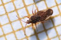 Physatocheila dumetorum