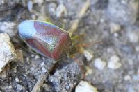 Piezodorus lituratus