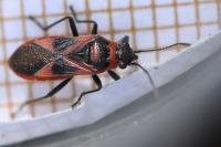 Arocatus roeselii