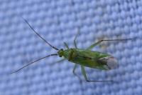 Blepharidopterus angulatus