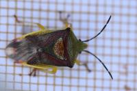 Elasmostethus interstinctus