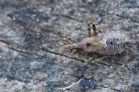 Himacerus apterus