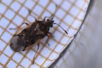 Kleidocerys resedae